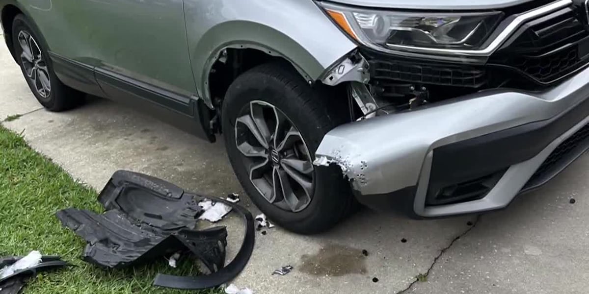 VIDEO: Dogs tear through car trying to get to cat hiding behind engine [Video]