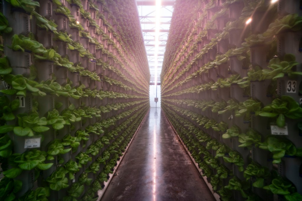 Indoor farms are remaking the produce market  at a cost to the planet [Video]