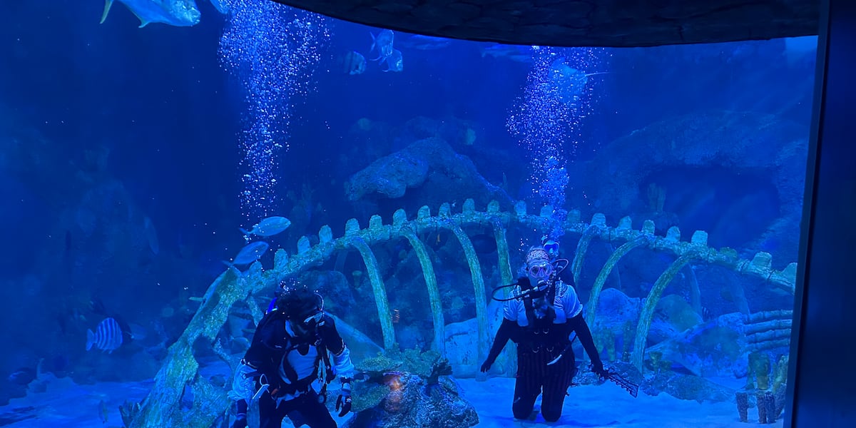 Sea Life offers fun, interactive experience for kids to learn about ocean creatures [Video]