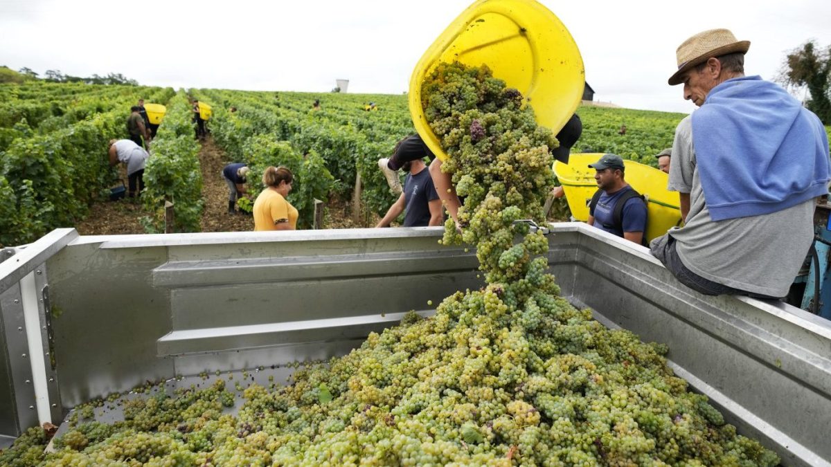 Climate change endangers 70 percent of worlds wine regions: Study | KLRT [Video]