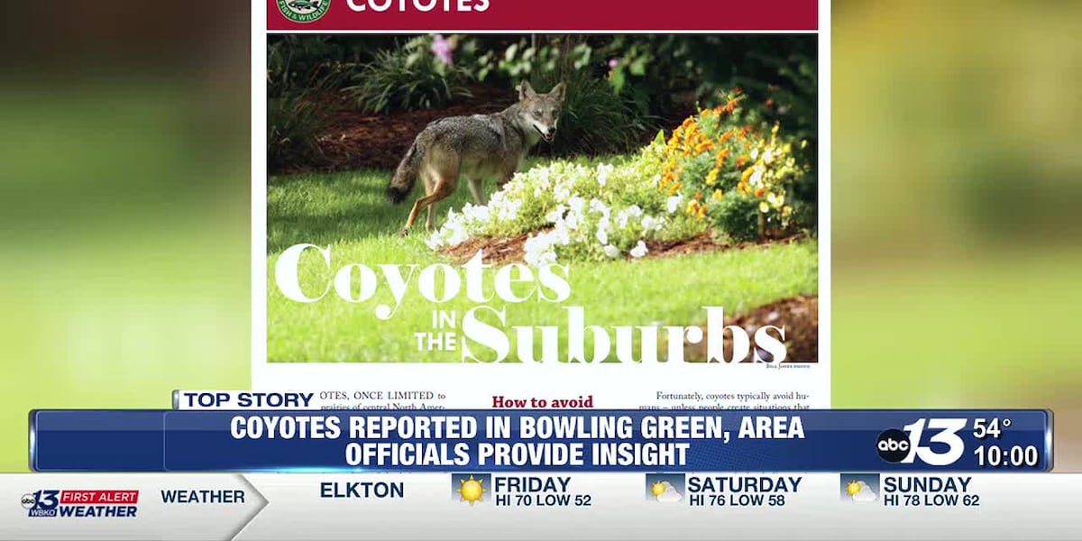Coyotes reported in Bowling Green, area officials provide insight [Video]