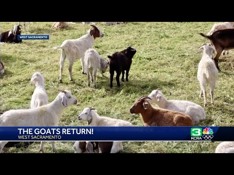 Grazing goats return to West Sacramento, mowing down wildfire risks [Video]