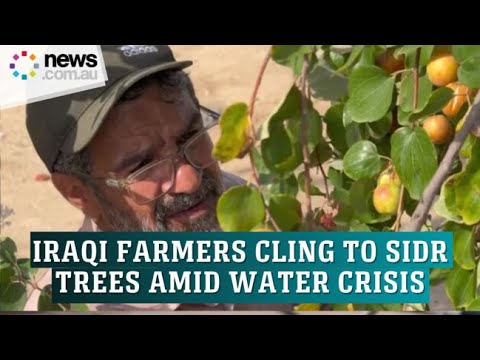 Iraqi farmers cling to sidr trees amid water crisis [Video]