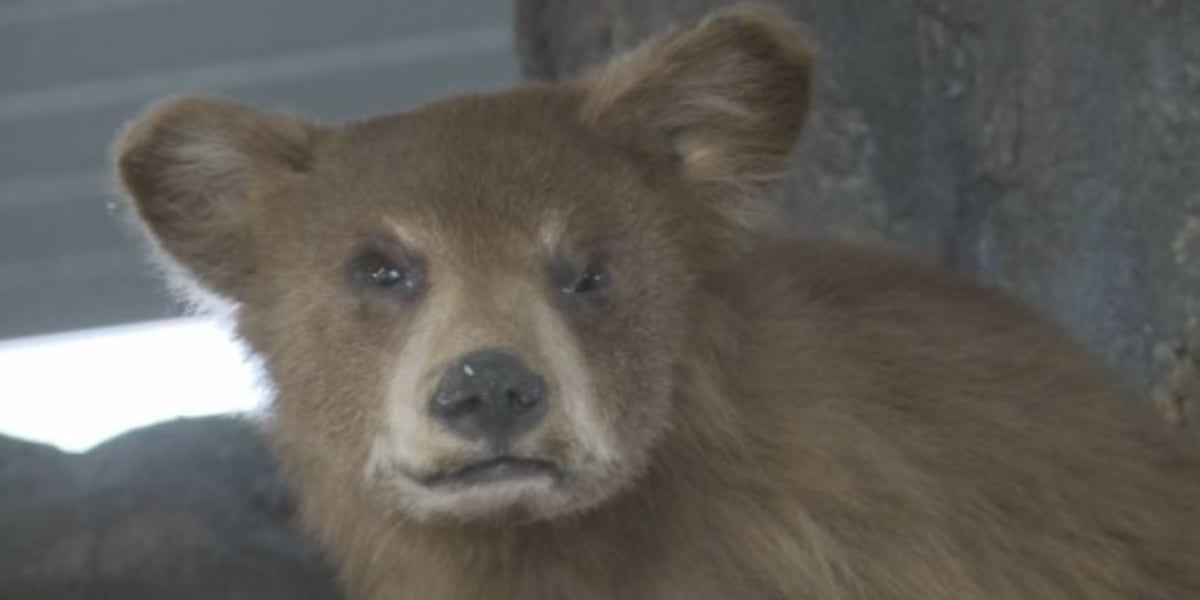 Bears starting to emerge in Colorado Springs [Video]