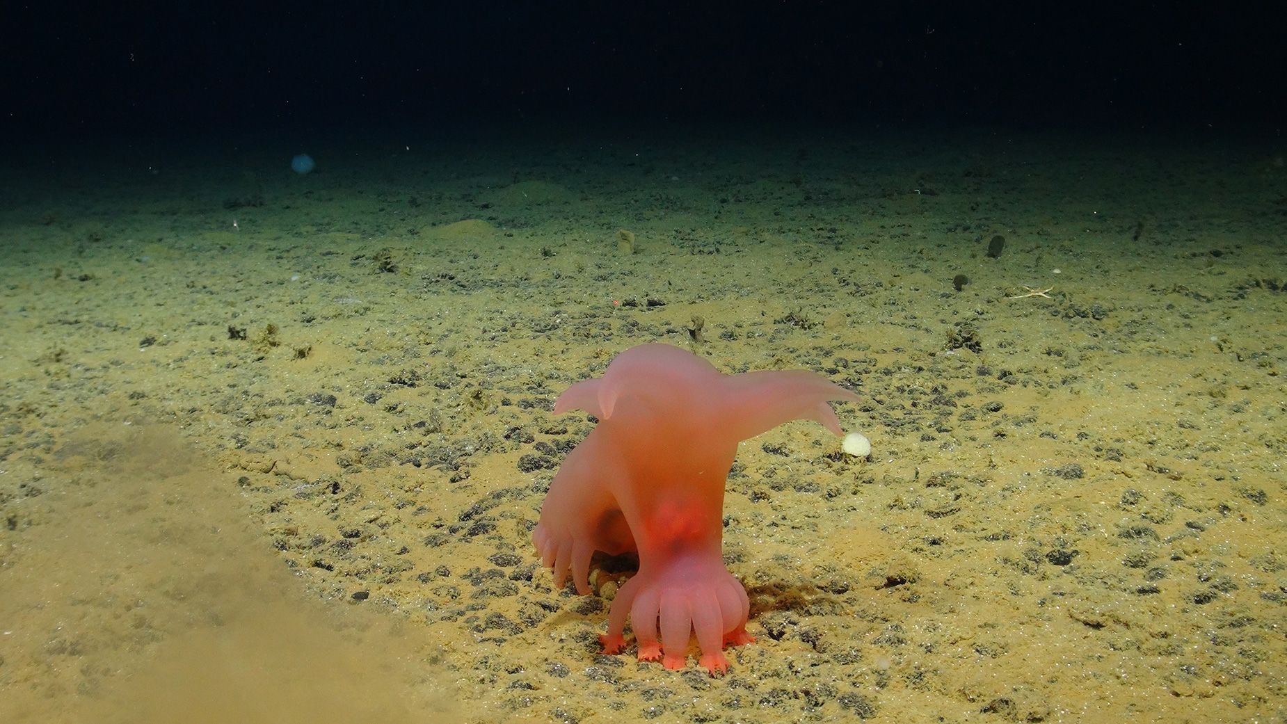 Deep-sea expedition captures in Clarion-Clipperton Zone [Video]
