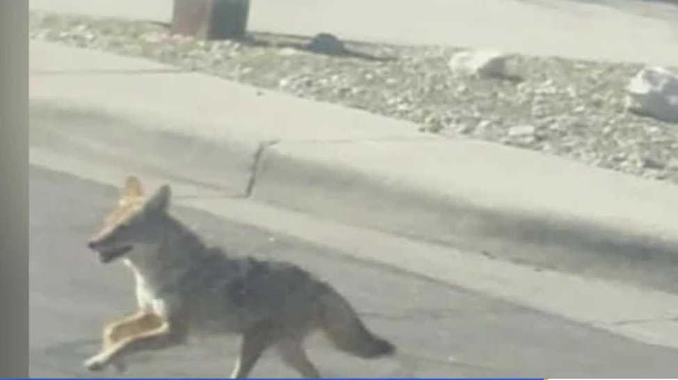Pet owners worry about coyote attacks [Video]