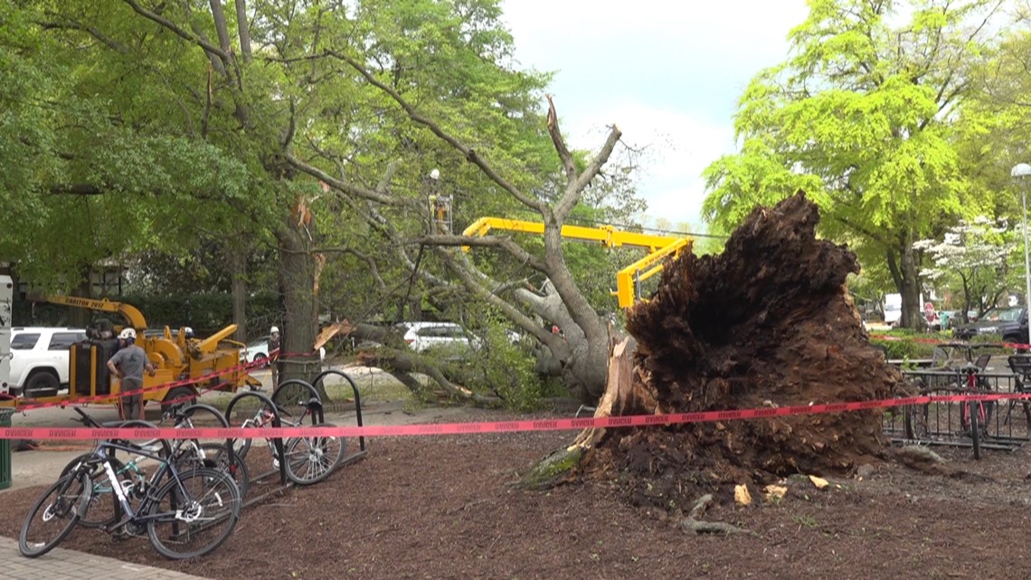 Downed trees, power lines: Storm impact Columbia area [Video]