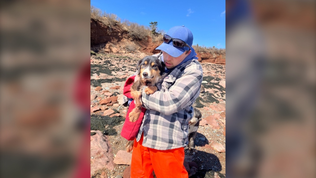 N.B. pup survives nearly a month on a cliff [Video]