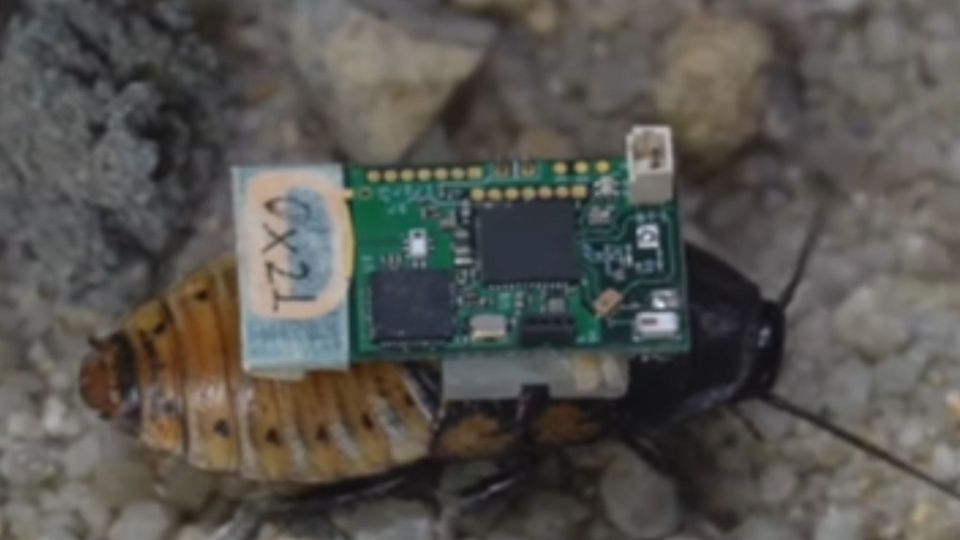 Scientists create cyborg cockroaches with robot brains trained to sneak through tiny gaps & be controlled by humans [Video]