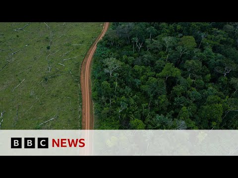 Amazon rainforest: Fewer trees lost to deforestation in 2023 | BBC News [Video]
