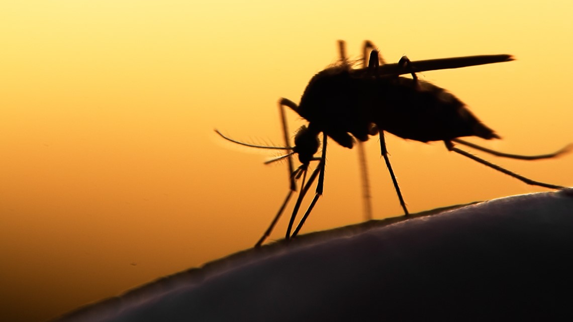 Climate change drives surge in NC’s mosquito population [Video]