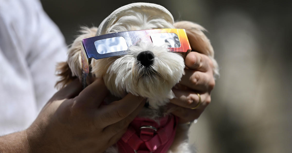 How does the solar eclipse affect animals? Veterinarians share insights and pet safety tips [Video]