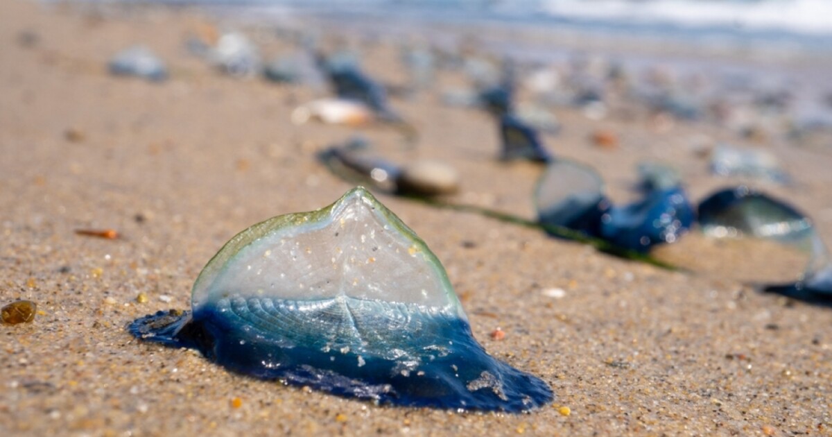 ‘Blue blob’ creatures once again washing up on California’s shore [Video]