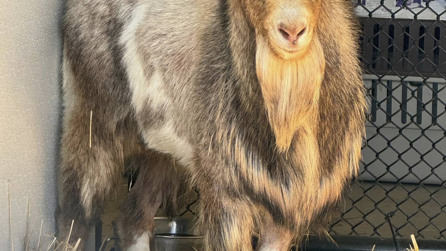 Mountain goat stuck under Kansas City bridge survives rocky rescue  WHIO TV 7 and WHIO Radio [Video]