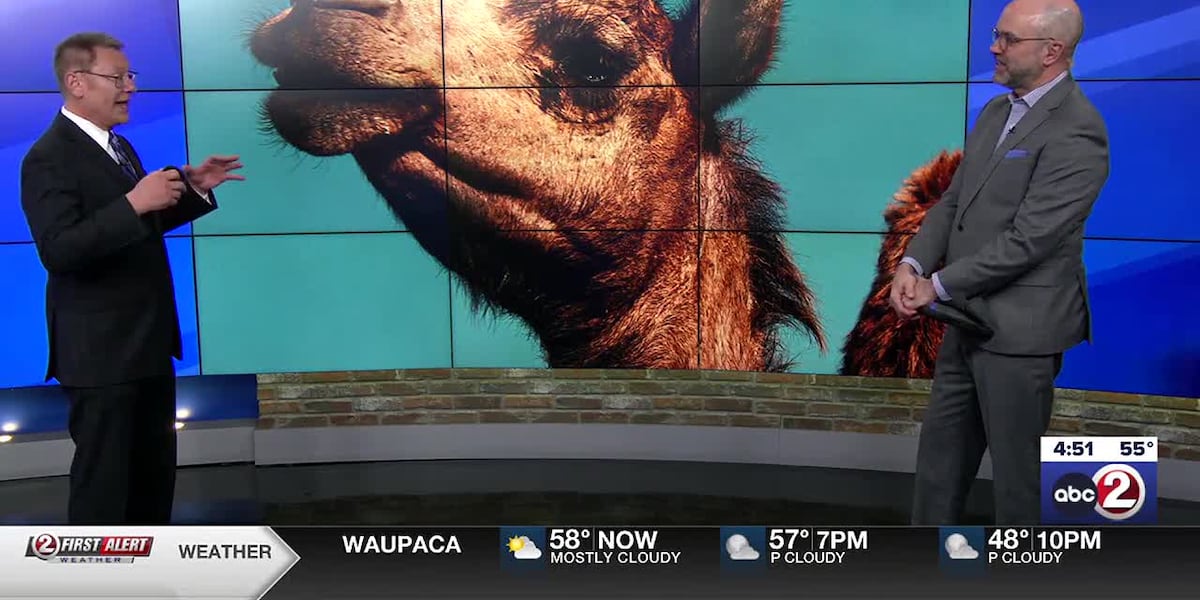 3 BRILLIANT MINUTES: Camels are the new cows [Video]