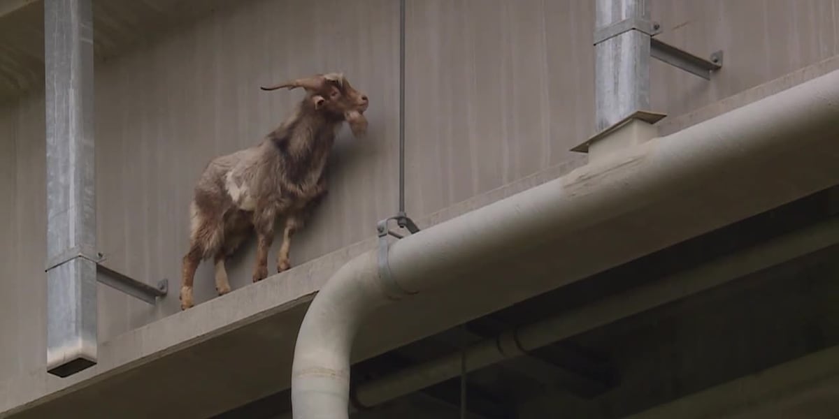 Mountain goat trapped on bridge ledge same day as solar eclipse [Video]