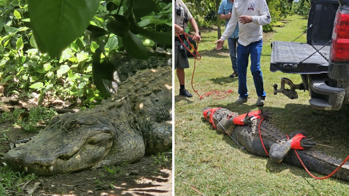 Alligator captured at southwest Miami-Dade farm  NBC 6 South Florida [Video]