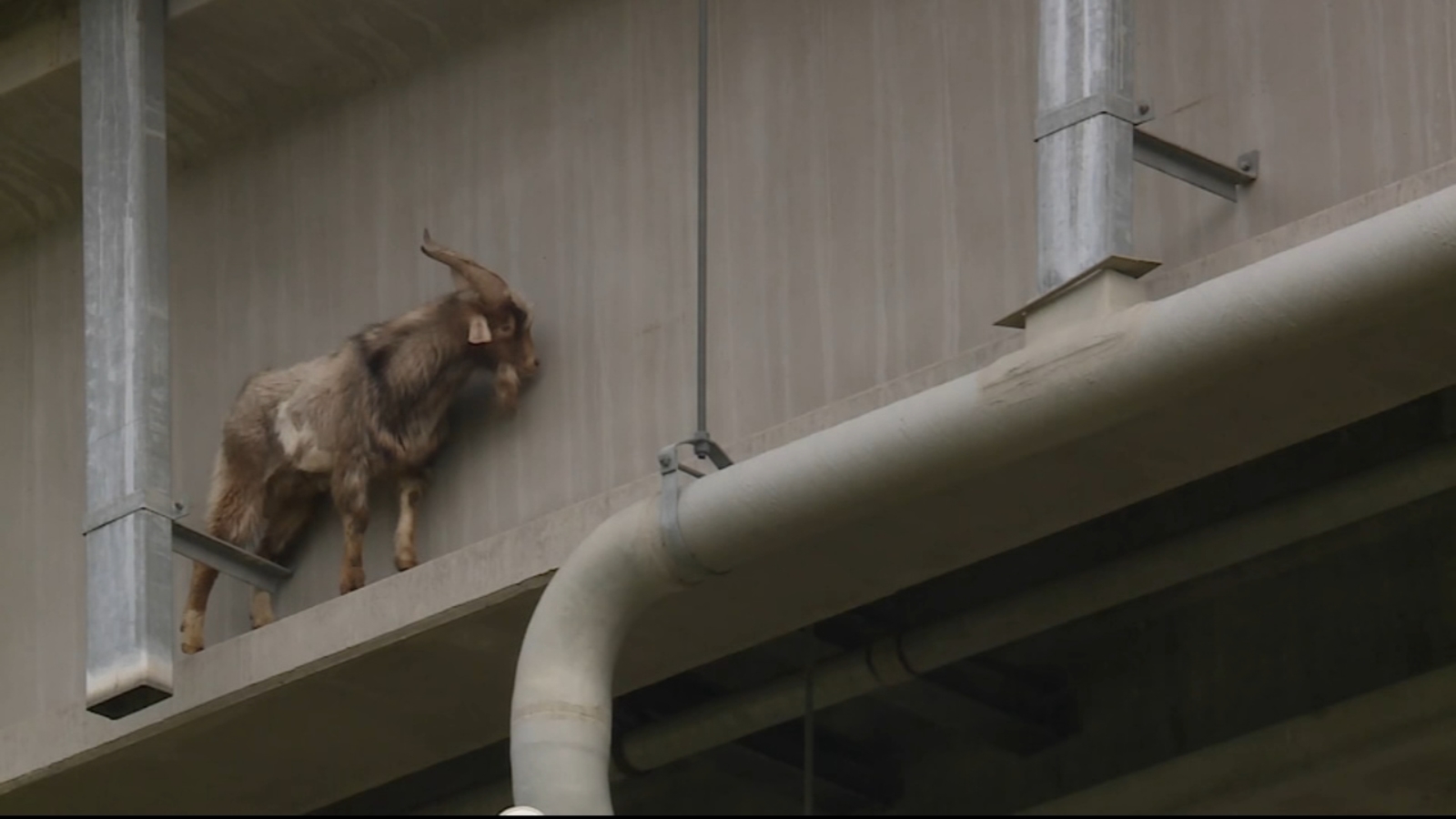 Mountain goat stuck under Kansas City, Missouri bridge survives rocky rescue [Video]