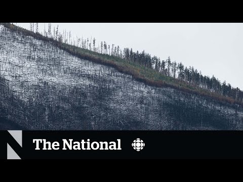 Wildfires in Canada blamed for increase in global tree loss [Video]