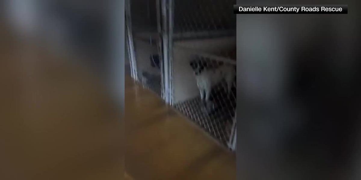 Dogs left standing in water-filled kennels after shelter floods [Video]