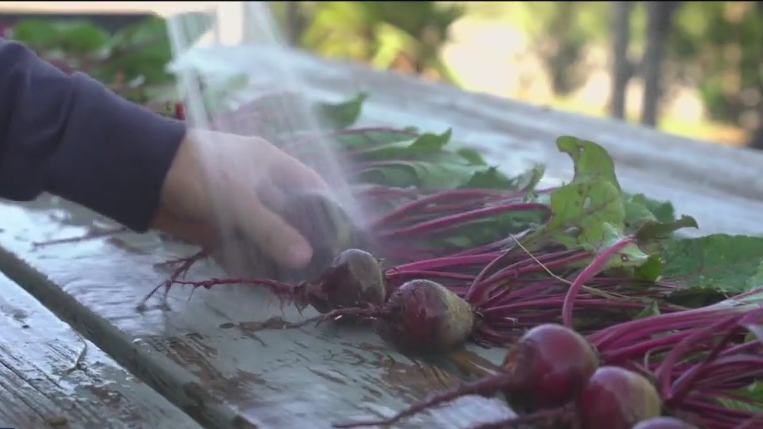 Beet farm becomes Bay Area staple [Video]