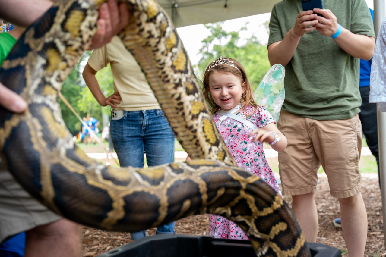 Eating Burmese python might protect Florida Everglades, study says: How does it taste? [Video]