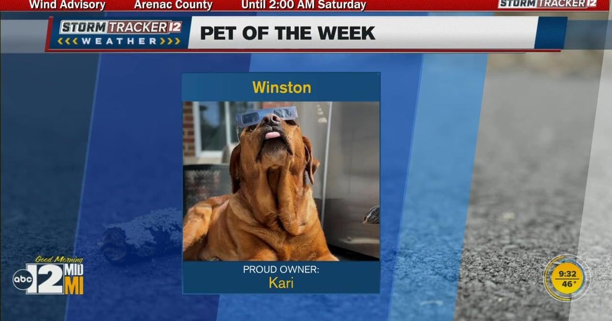 Pet of the Week: Winston checks out the solar eclipse | [Video]