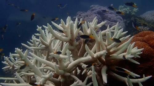 Australias Great Barrier Reef, Coral Sea dying at deeper ocean depths than expected: scientists [Video]