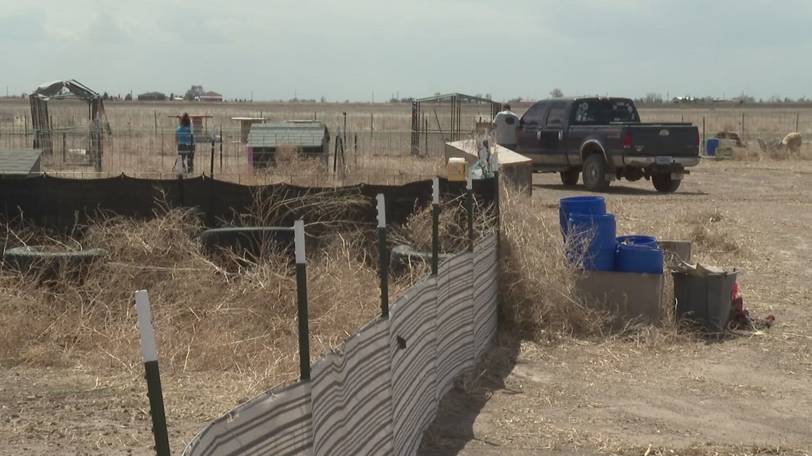 Volunteers help clean up after windstorm caused major damage to several structures at Weld County animal rescue [Video]