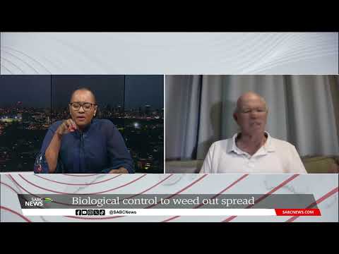 Environment | ‘Water lettuce has become a major problem at the Vaal River’: Anthony Turton [Video]
