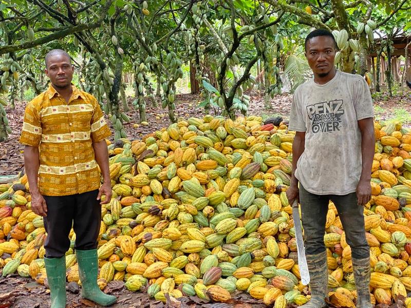 COCOBOD, mining firm in tango over destruction of cocoa farms [Video]