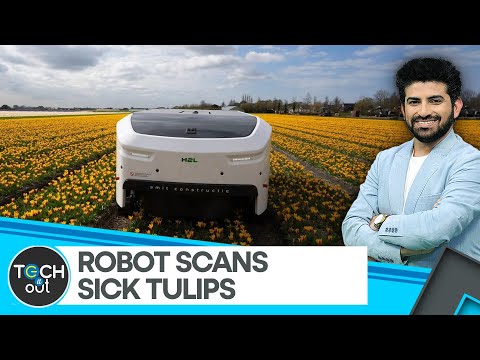 AI-based robot spots sick flowers in Tulip fields | Tech It Out [Video]