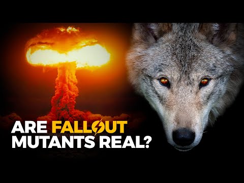 What Happens to Wildlife After Nuclear Fallout [Video]