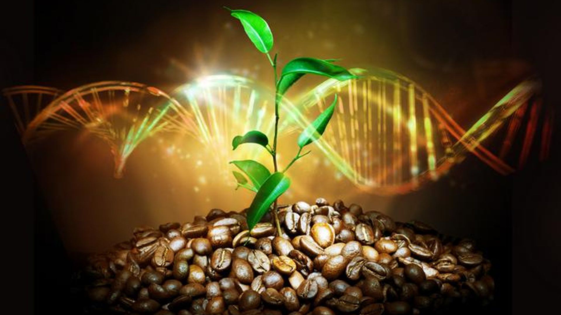 Highest quality reference genome of Arabica coffee species created [Video]