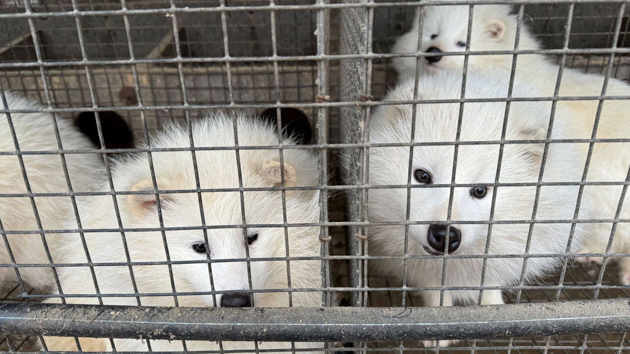 High chance of animal-to-human diseases developing at some Chinese fur farms, study shows [Video]