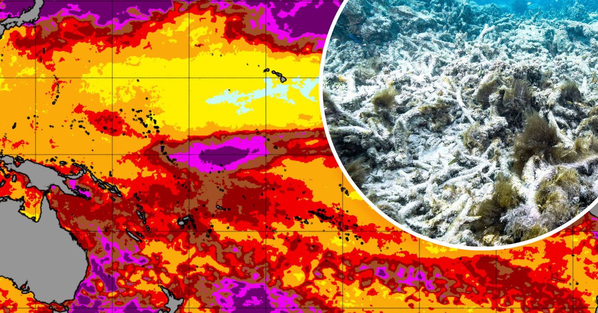 Great Barrier Reef hit in ‘devastating’ fourth global coral bleaching event [Video]