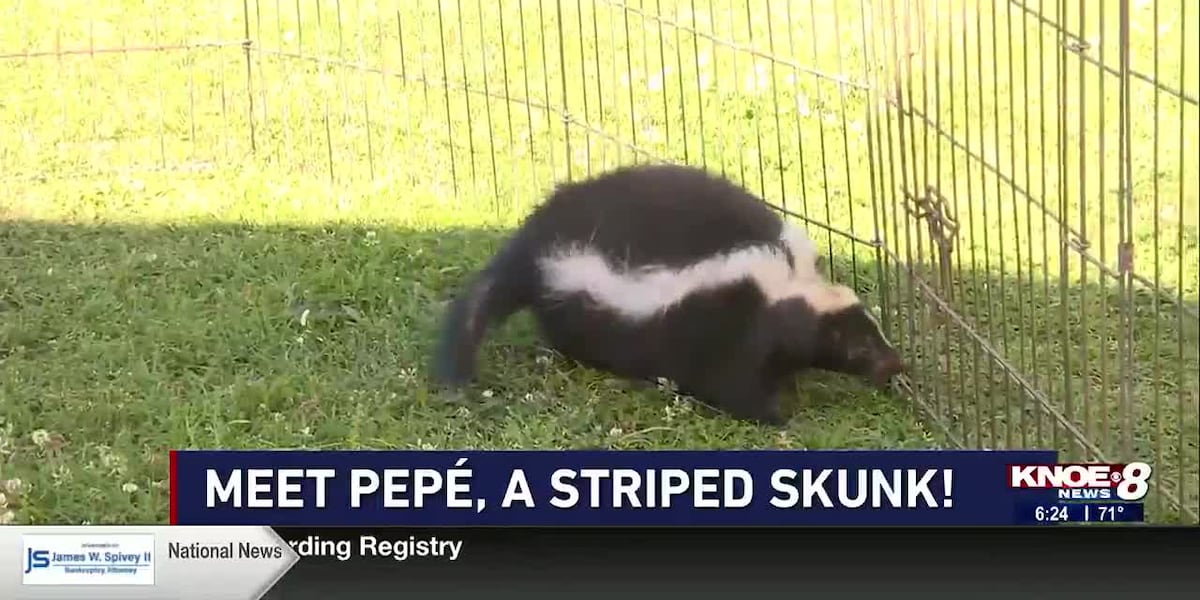 Zoo Buddy: Striped Skunk! [Video]