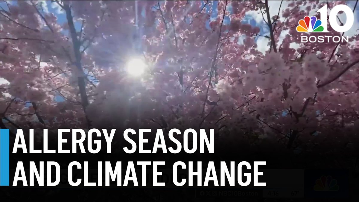 How climate change may be factoring into worse allergy seasons  NBC Boston [Video]
