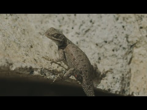 Arizona lizard exemplifies risk of extinction caused by climate change [Video]