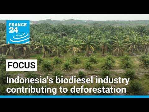 Indonesia’s biodiesel industry contributing to deforestation • FRANCE 24 English [Video]