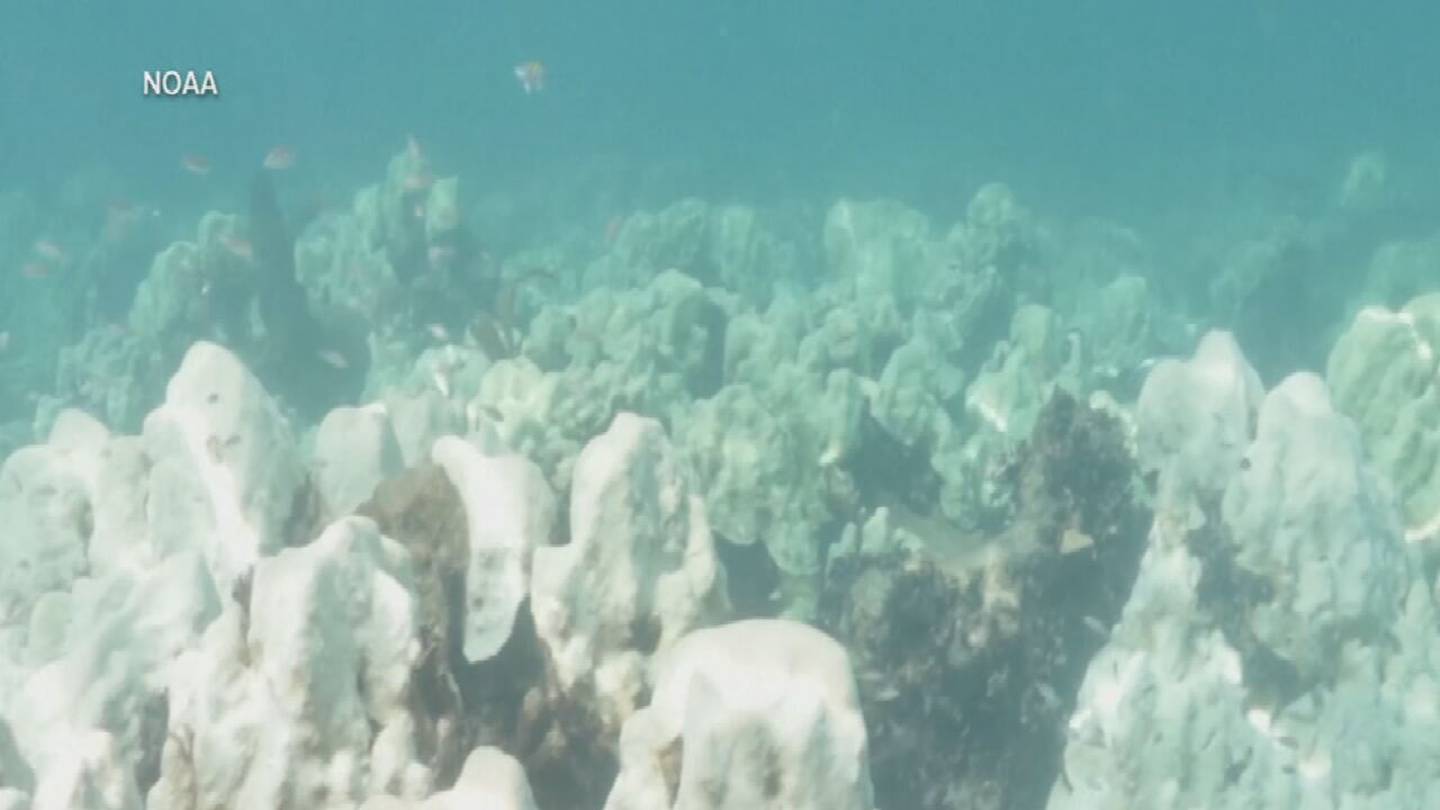 Florida reefs part of more concerning global coral bleaching event, NOAA says  WFTV [Video]