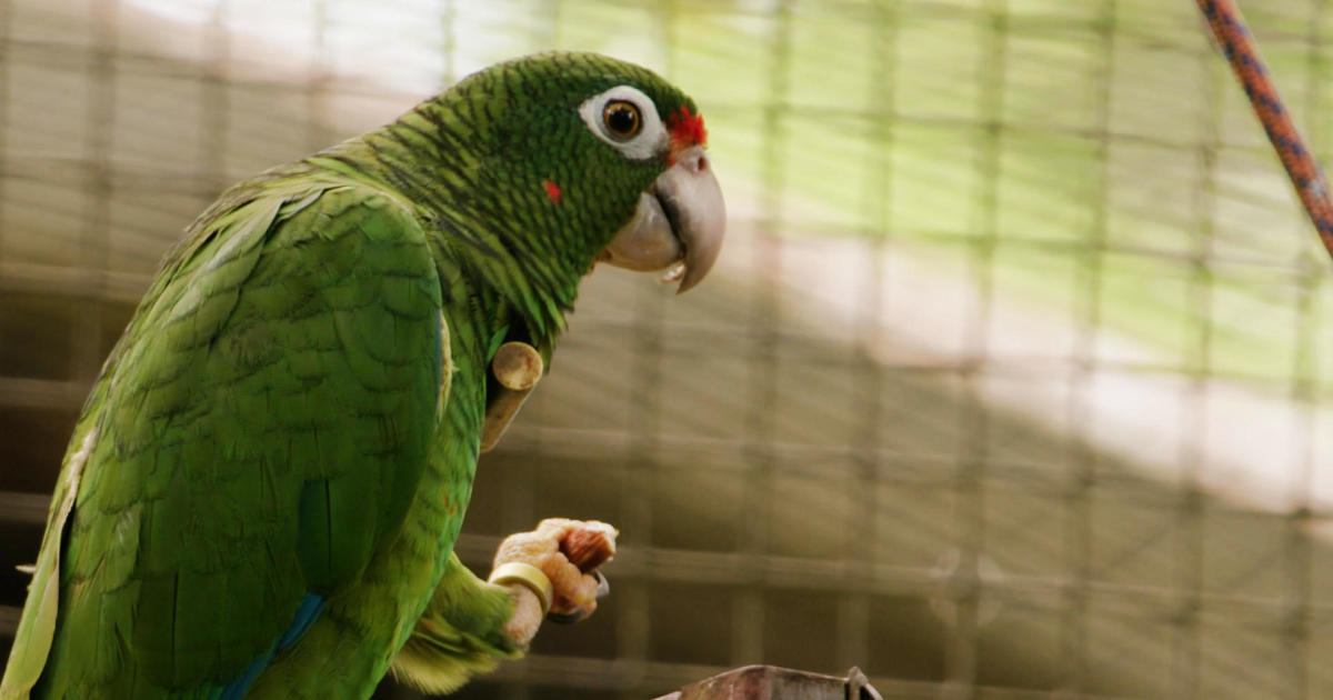 Puerto Rican parrot threatened by more intense, climate-driven hurricanes [Video]