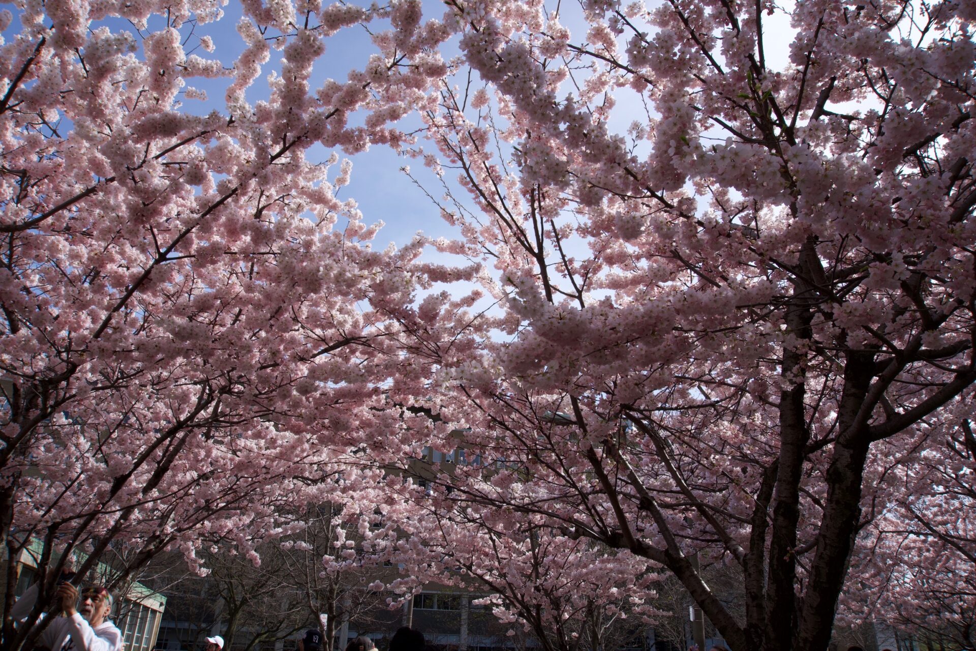 Here’s what Toronto’s cherry blossoms are telling us about climate change [Video]