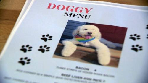 Calgary-area pub kicks off patio season with new dog menu [Video]