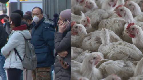 WHO says Bird flu risk to humans an enormous concern, but what should you know? [Video]