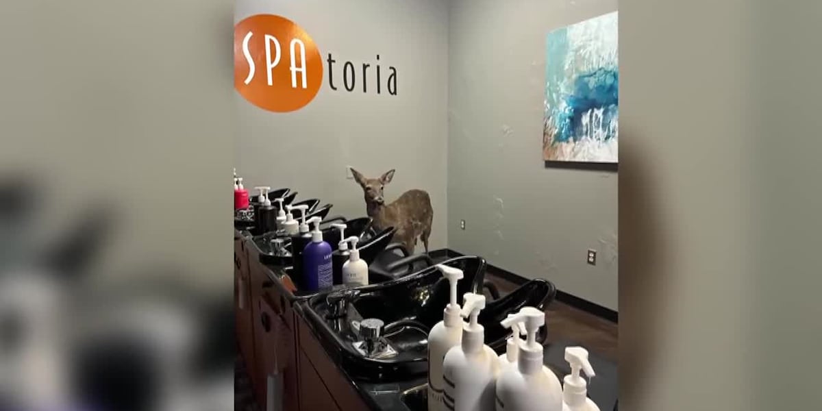 Deer come crashing through salon windows [Video]