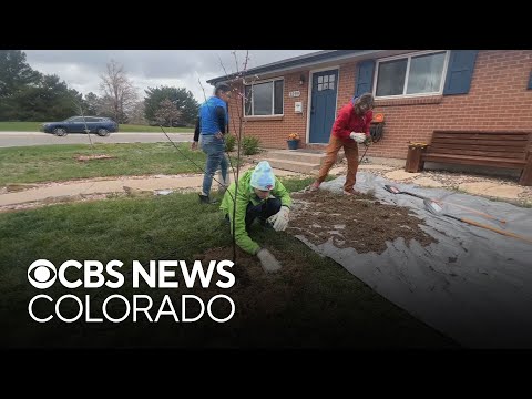 Denver organizations working together to plant 200 trees throughout city [Video]