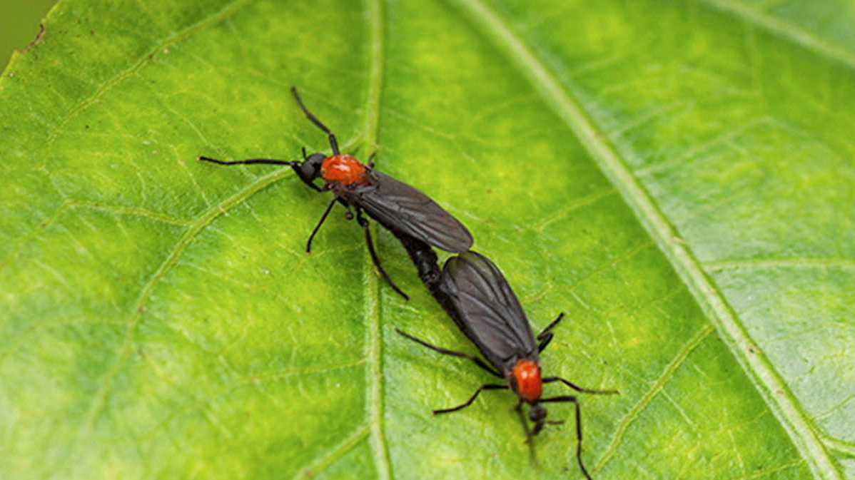 Louisiana needs to prepare for love bugs, not cicadas [Video]
