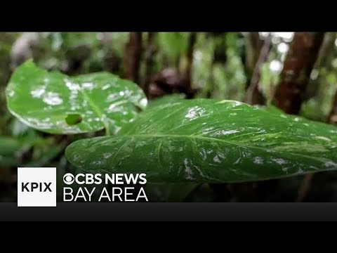 Scientists study Puerto Rico rainforests for insight into climate change [Video]