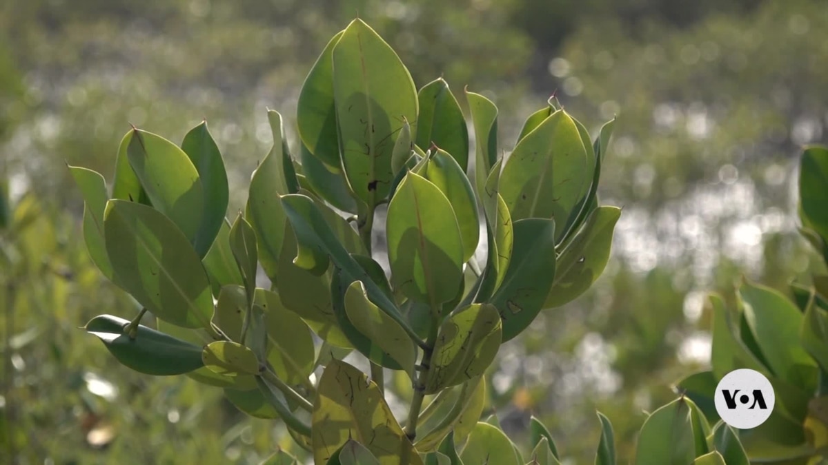 Mangrove planting in Pakistan yields return [Video]